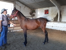 CABALLOS, YEGUAS Y POTROS P.R.E