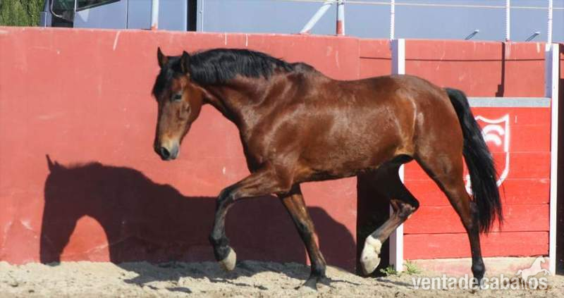 Tango caballo pre in 
