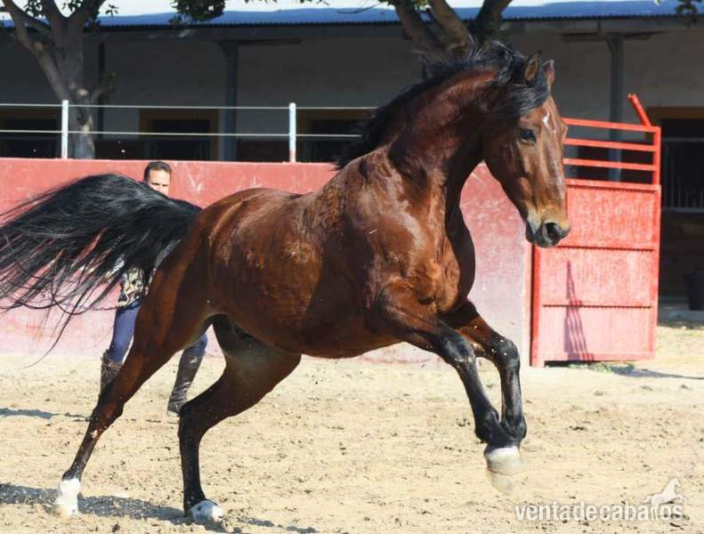 Caballos Pura Raza Española (P.R.E.) Pre - Tango caballo pre
