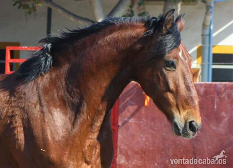 Tango caballo pre - Caballos Pura Raza Española (P.R.E.) Pre