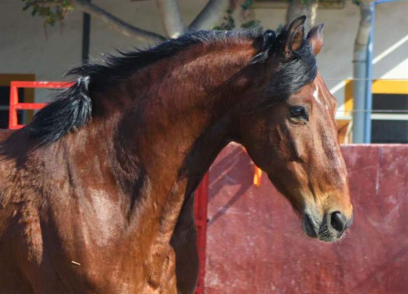Tango caballo pre - Caballos Pura Raza Española (P.R.E.) Pre