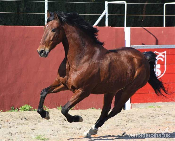 Tango caballo pre - Pre