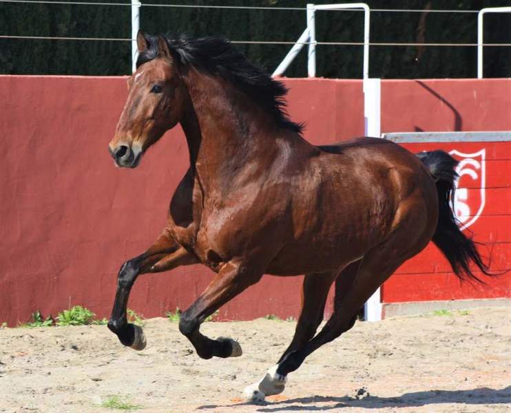 Tango caballo pre - Pre