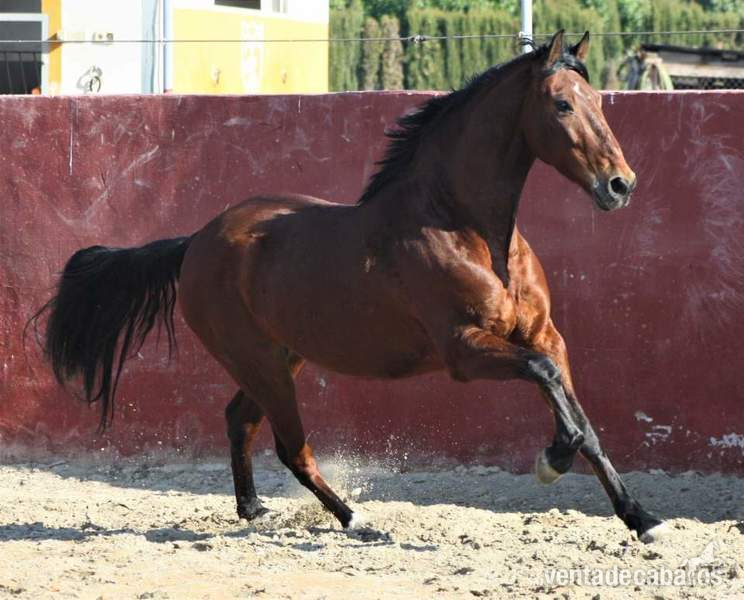 Tango caballo pre - Caballos Pura Raza Española (P.R.E.)