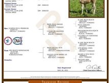 Paint Horse Doble Homocigota Tobiano y Dun