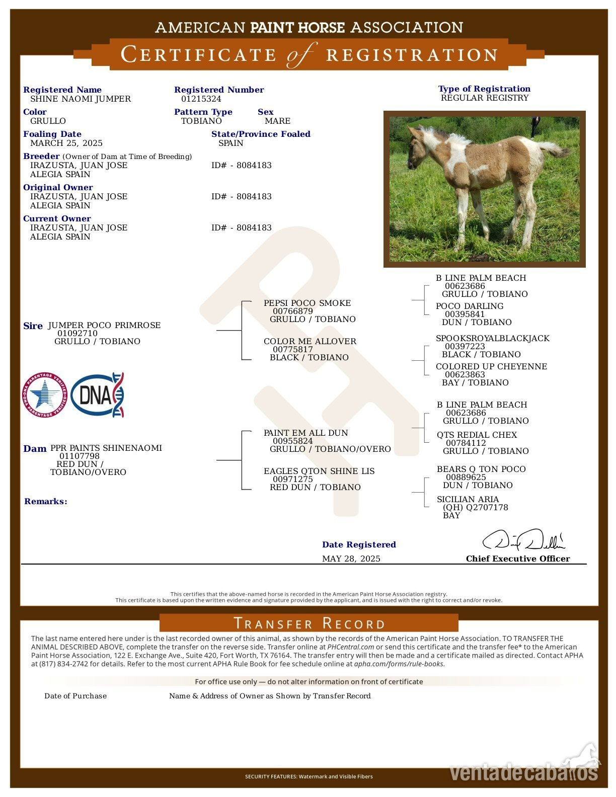 Paint Horse Doble Homocigota Tobiano y Dun - Potras