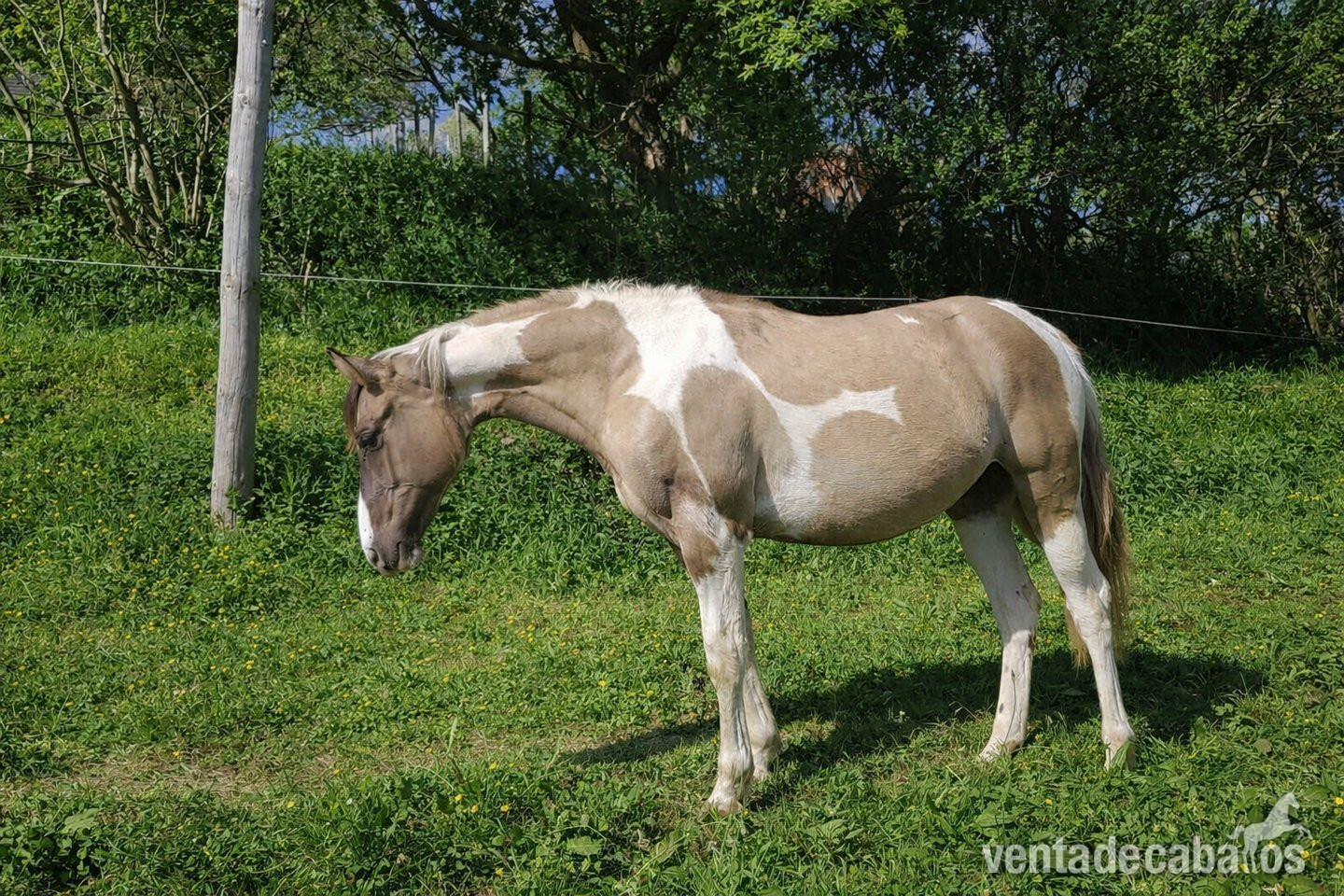 Paint Horse Doble Homocigota Tobiano y Dun in 