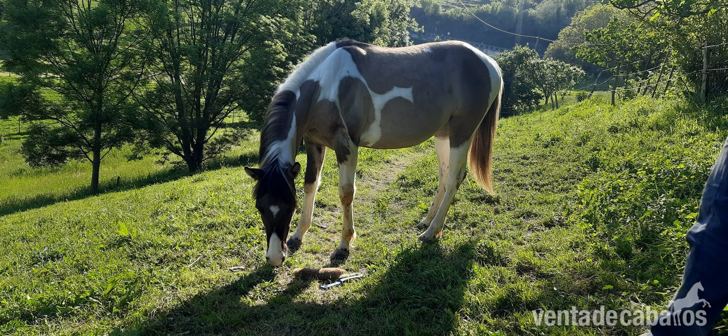 Potras EMPTY - Paint Horse Doble Homocigota Tobiano y Dun