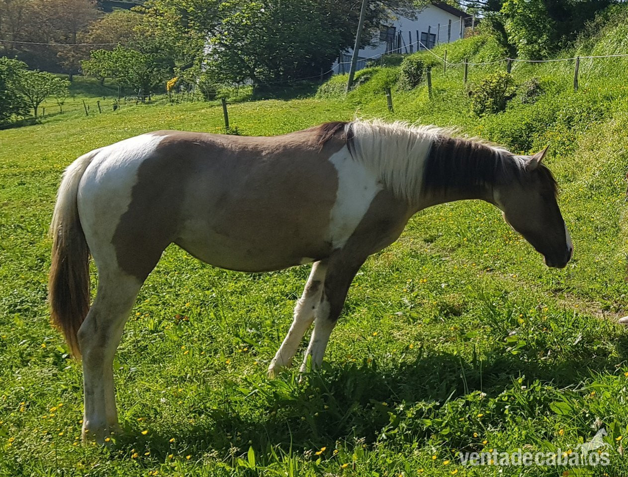 Paint Horse Doble Homocigota Tobiano y Dun - Potras EMPTY