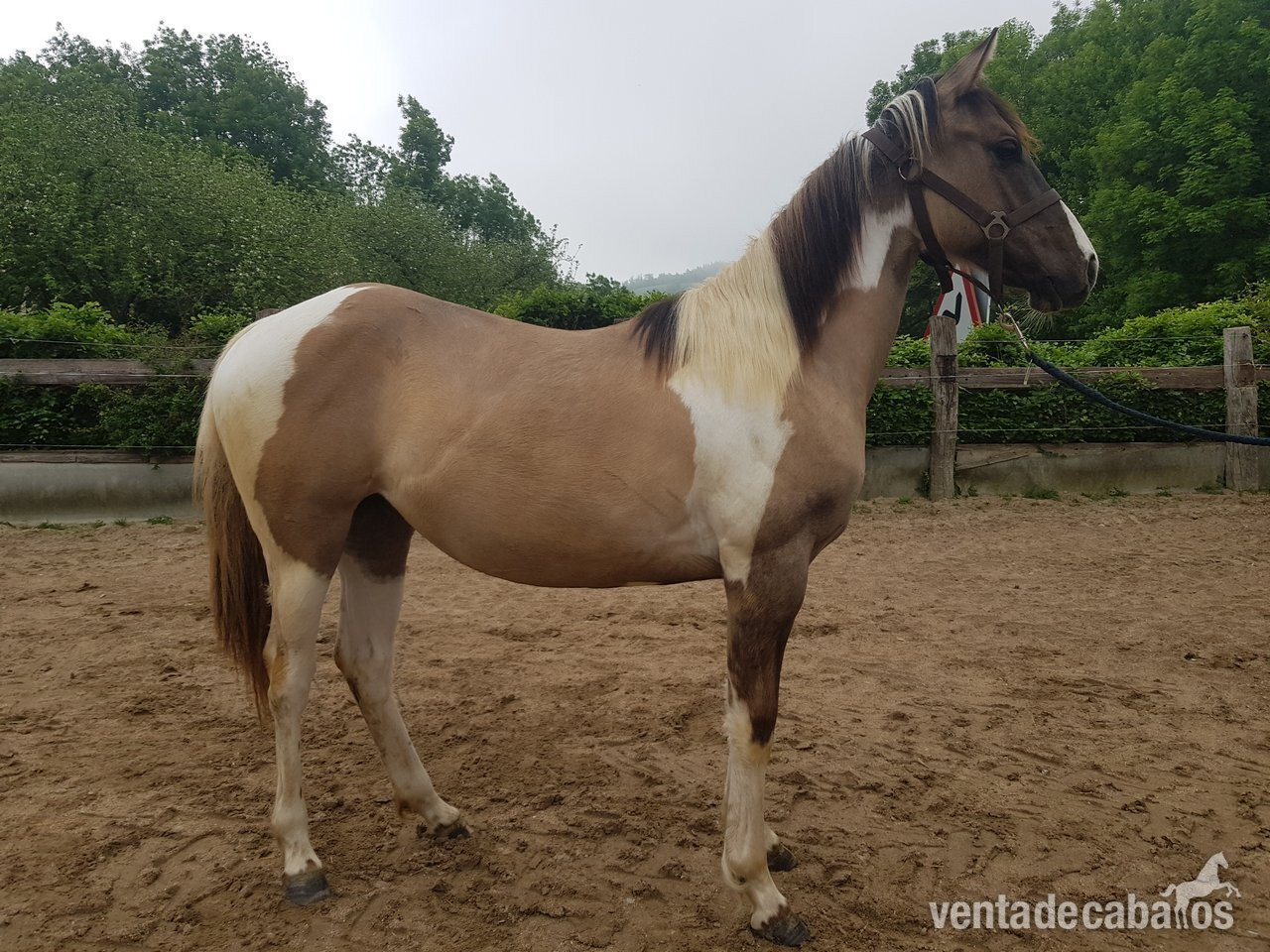 Paint Horse Doble Homocigota Tobiano y Dun - EMPTY