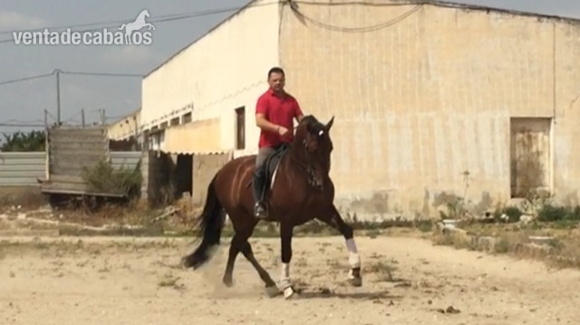 EXCELENTE CABALLO PRE in 