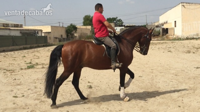 Caballos Pura Raza Española (P.R.E.) PRE - EXCELENTE CABALLO PRE