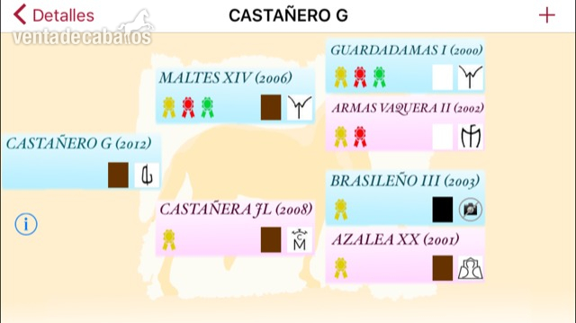 EXCELENTE CABALLO PRE - Caballos Pura Raza Española (P.R.E.) PRE