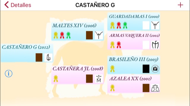 EXCELENTE CABALLO PRE - Caballos Pura Raza Española (P.R.E.) PRE