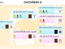 EXCELENTE CABALLO PRE