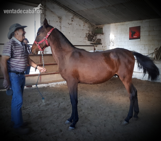 CABALLOS, YEGUAS Y POTROS P.R.E in 