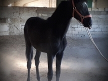 CABALLOS, YEGUAS Y POTROS P.R.E