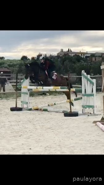 Ponis Pony Club Cruzado - Pony D en venta