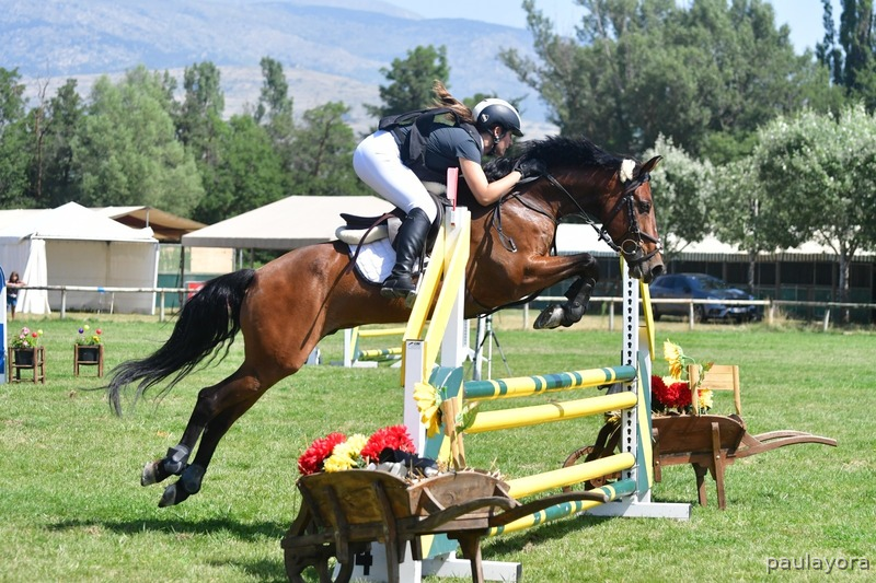 Pony D en venta - Cruzado