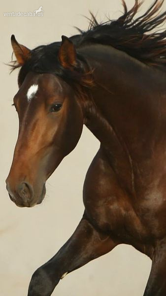 Vendo caballo PRE in 
