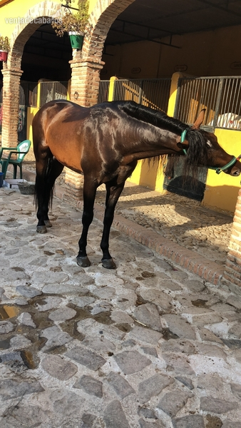 Caballos Pura Raza Española (P.R.E.) Pura Raza Española - Vendo caballo PRE