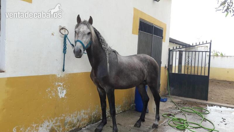 Venta de potro in 