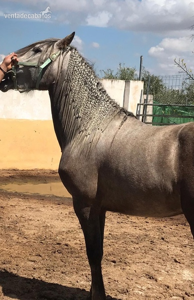 Hispanolusitano {TYPE}