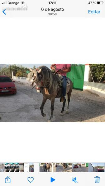 Caballos Enteros Hispanolusitano - Venta de potro