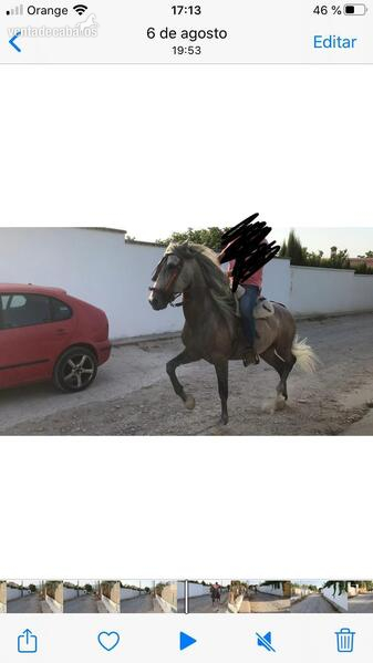 Venta de potro - Caballos Enteros Hispanolusitano