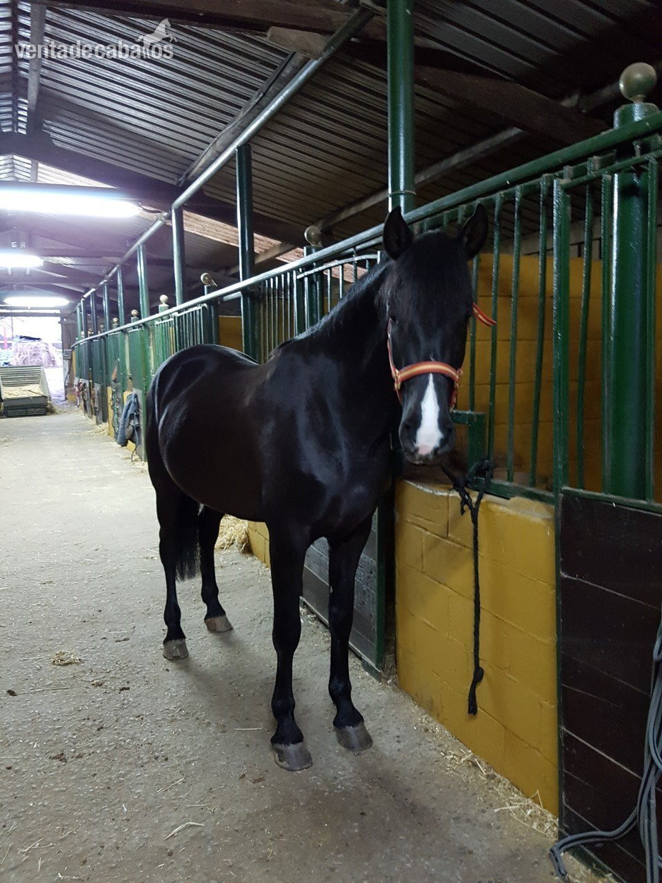 VENTA HÍPICA URBANA EN OVIEDO - Hípicas y establos en venta in oviedo