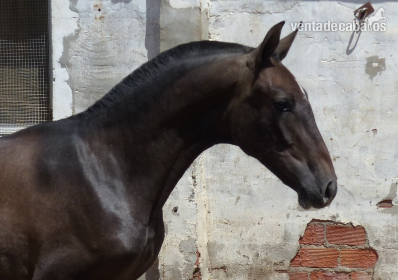 Vendo Caballos PRE in 