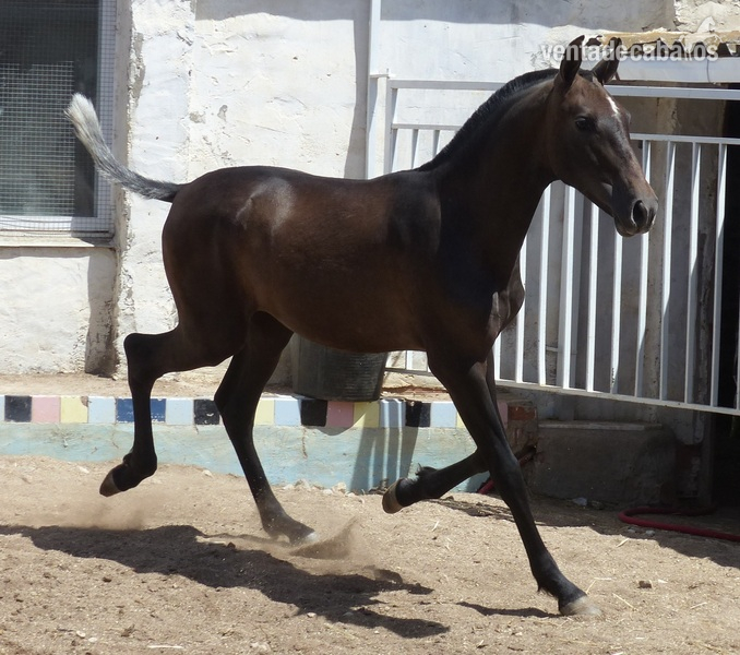 Caballos Pura Raza Española (P.R.E.) Pura Raza Española - Vendo Caballos PRE