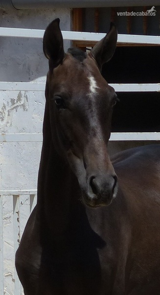 Vendo Caballos PRE - Pura Raza Española