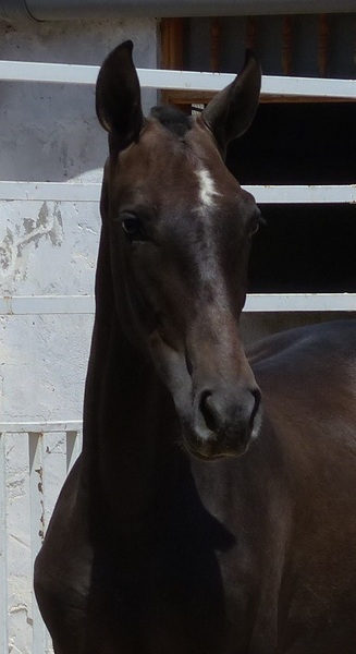 Vendo Caballos PRE - Pura Raza Española
