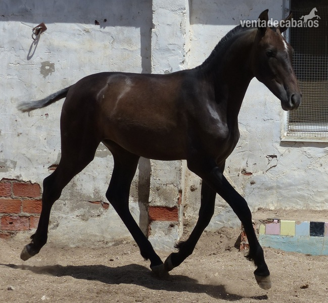 Vendo Caballos PRE - Caballos Pura Raza Española (P.R.E.)
