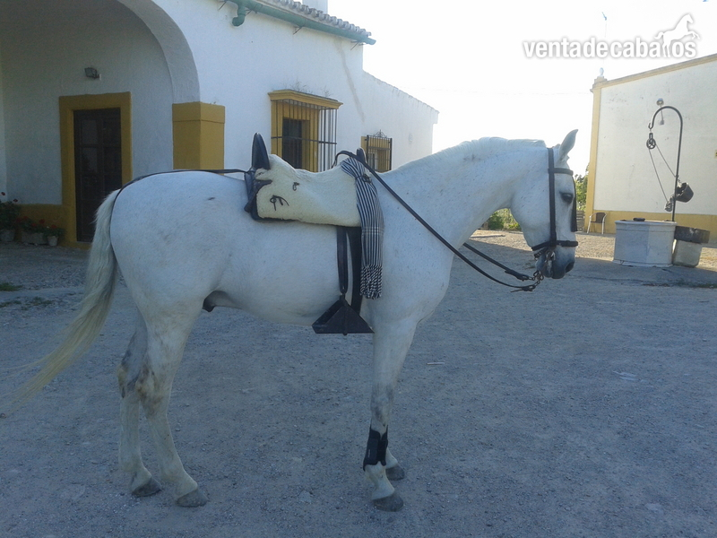 CABALLO HISPANO ARABE in 