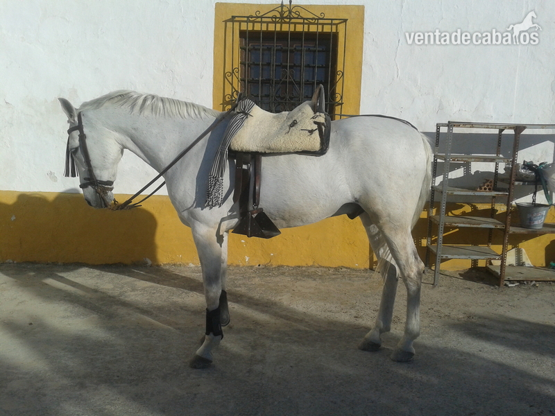 Hispano-Arabe