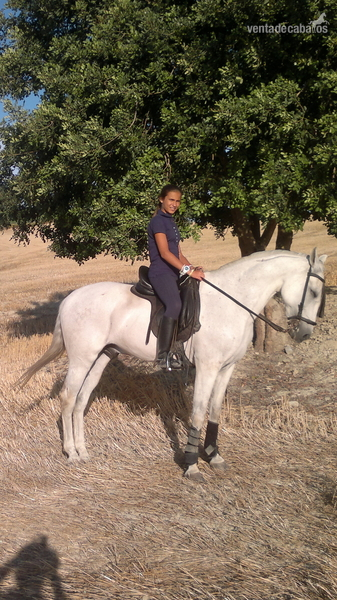 Hispano-Arabe {TYPE}