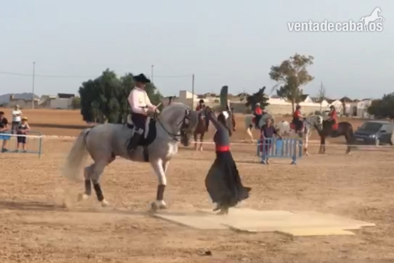 P.R.E. ALTA ESCUELA - Caballos Pura Raza Española (P.R.E.) in 