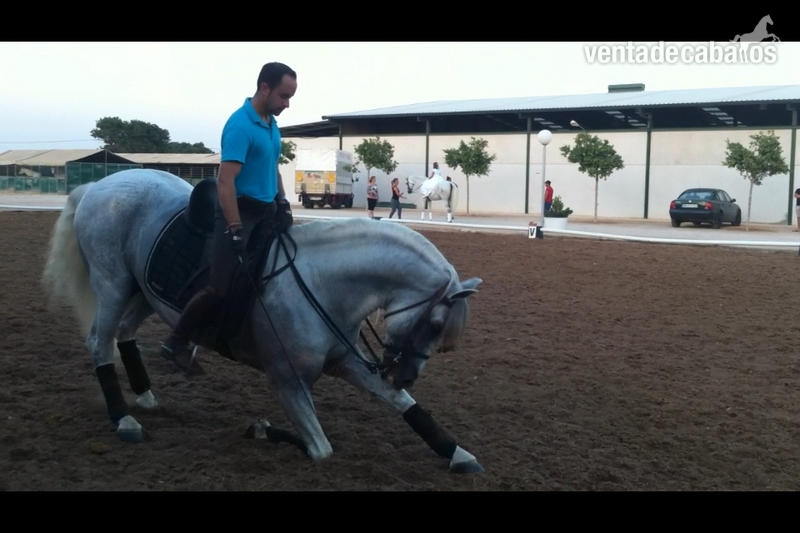 Caballos Pura Raza Española (P.R.E.) - P.R.E. ALTA ESCUELA in 