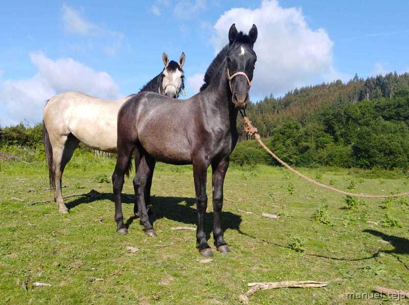 Hispano-Arabe {TYPE}