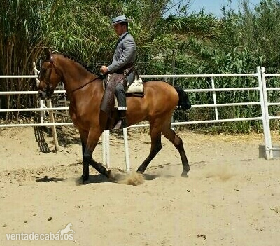 Venta Caballo Manso in 