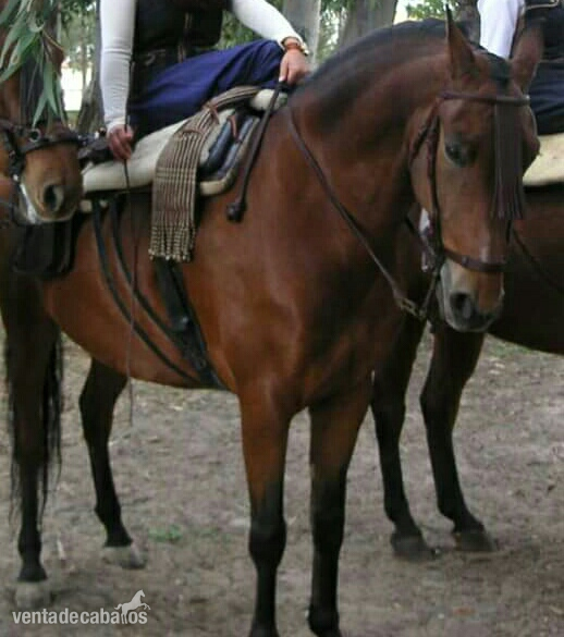 Cruzado