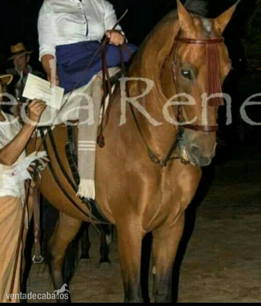 Cruzado {TYPE}