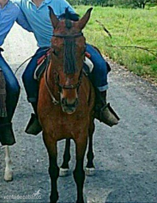 Caballos Capados Cruzado - Venta Caballo Manso