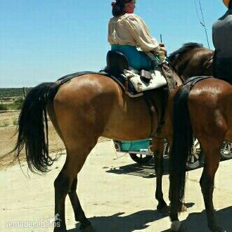 Venta Caballo Manso - Caballos Capados Cruzado