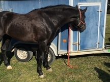 Caballo pre negro