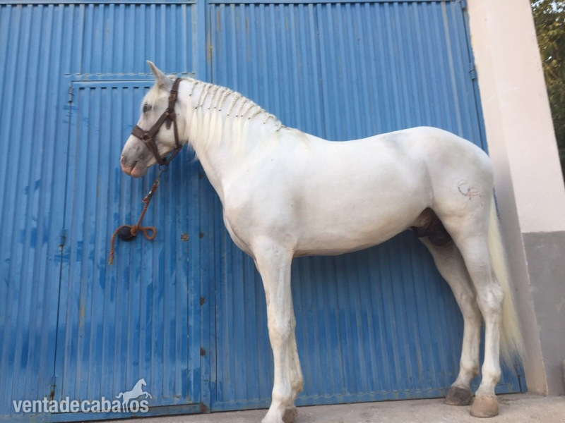 Vendo caballo de pura raza española in 