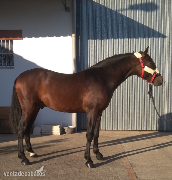 Vendo espectacular PRE. in 