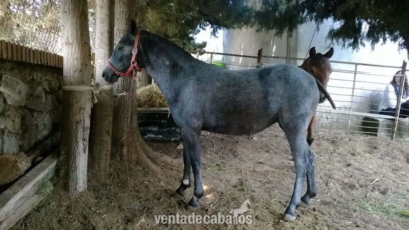 Potras welsh en venta in 